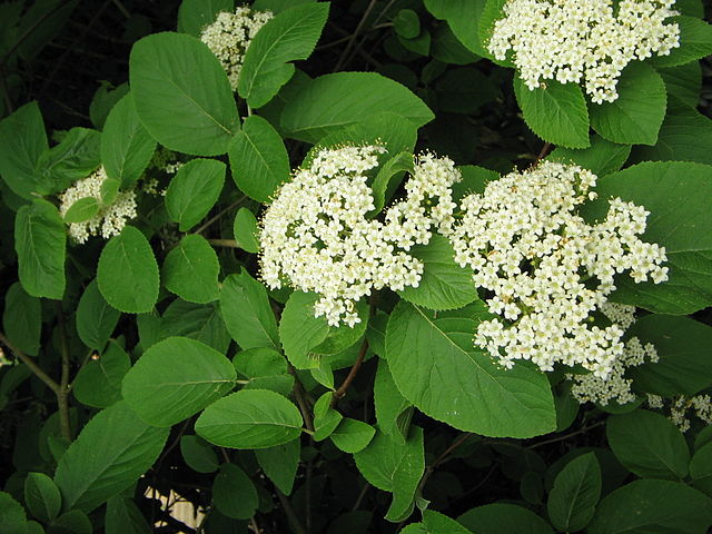 Viburnum lantana